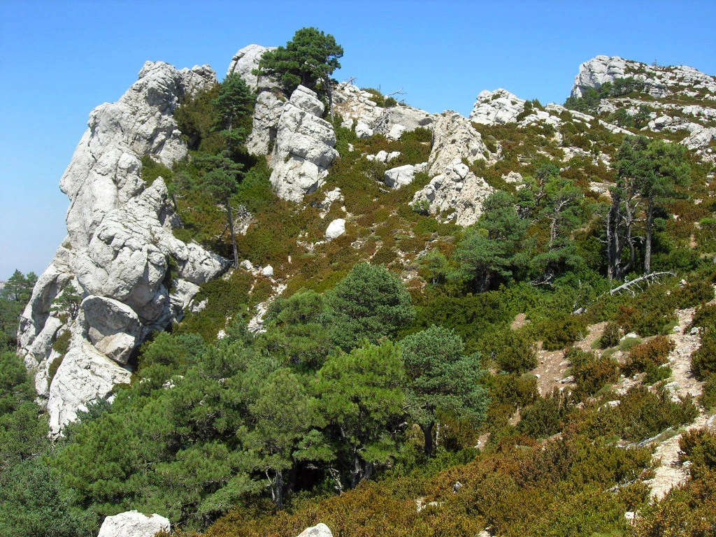 Montcaro clàssica