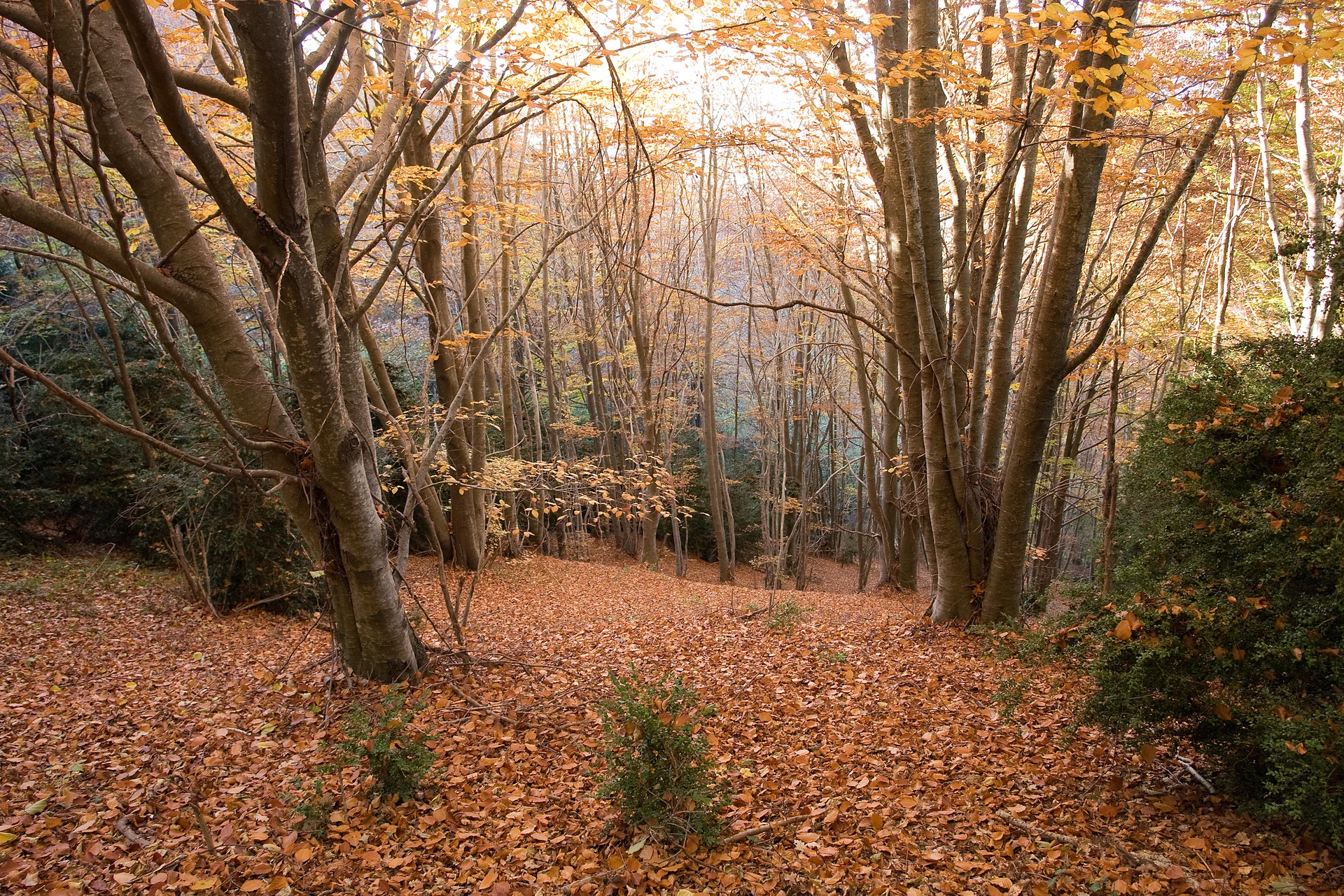 Puigscalm pel Torrent de Clivillers