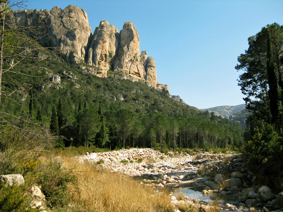 Tosseta Rasa